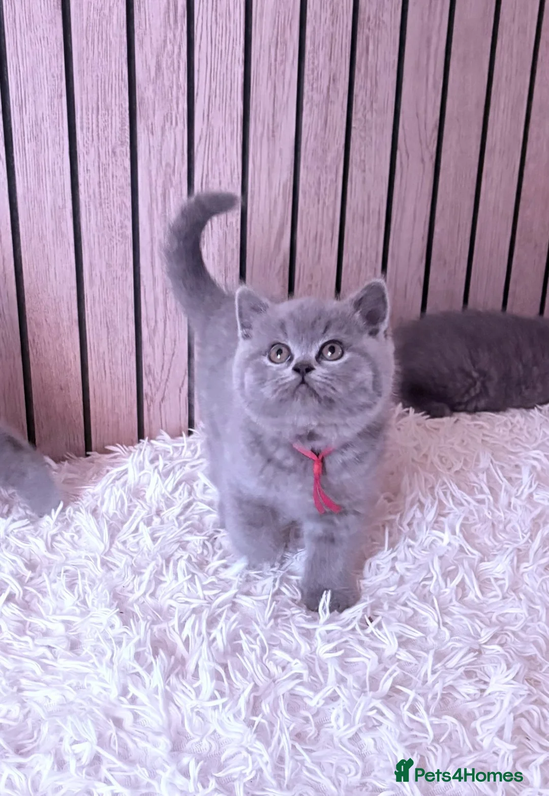 British Shorthair cats for sale: British Shorthair Blue Kitten  - Advert 2