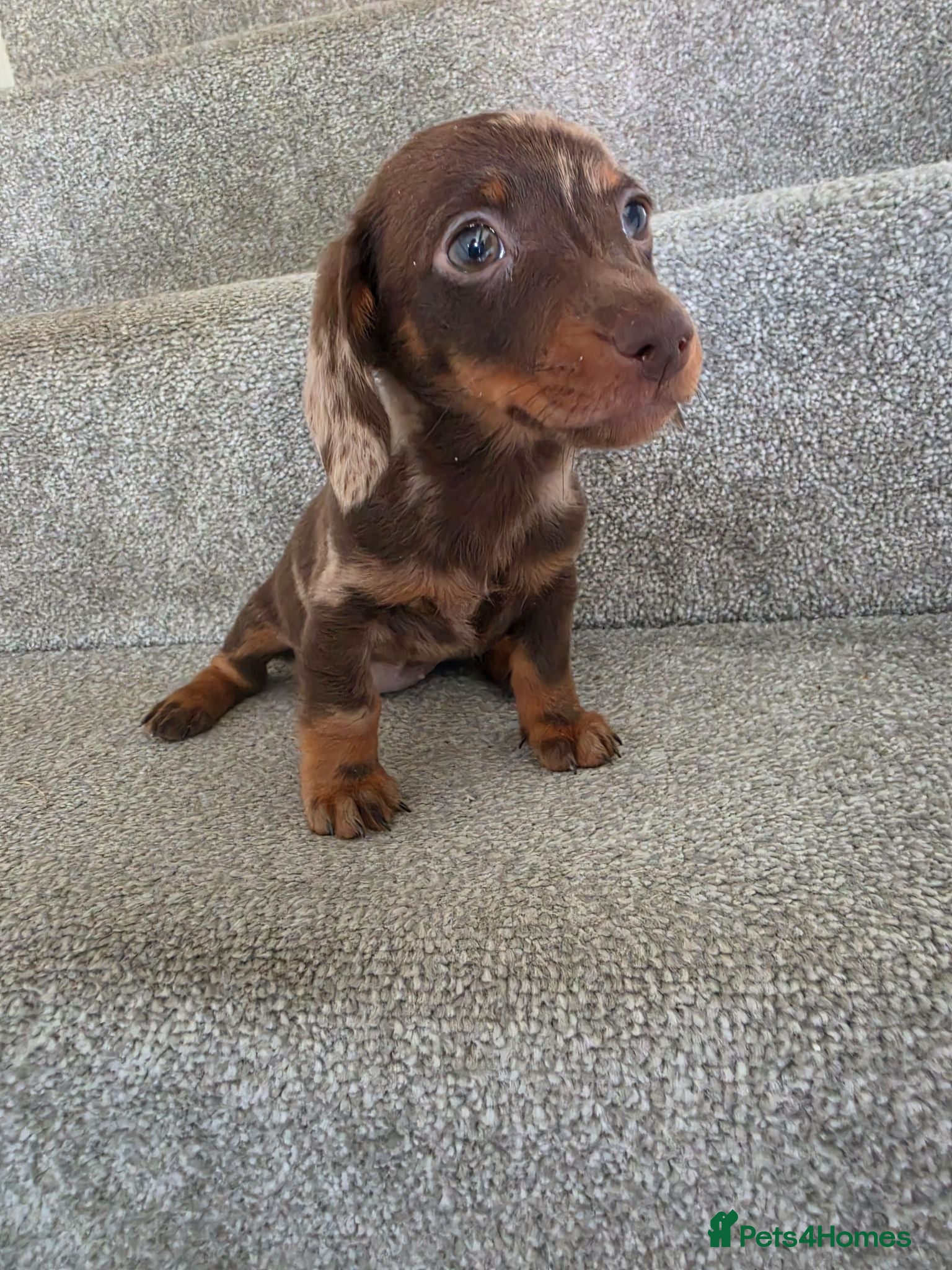 Miniature Dachshund dogs Chocolate Dapple girl - Advert 1
