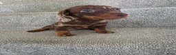 Miniature Dachshund dogs for sale: Chocolate Dapple girl - Advert 1