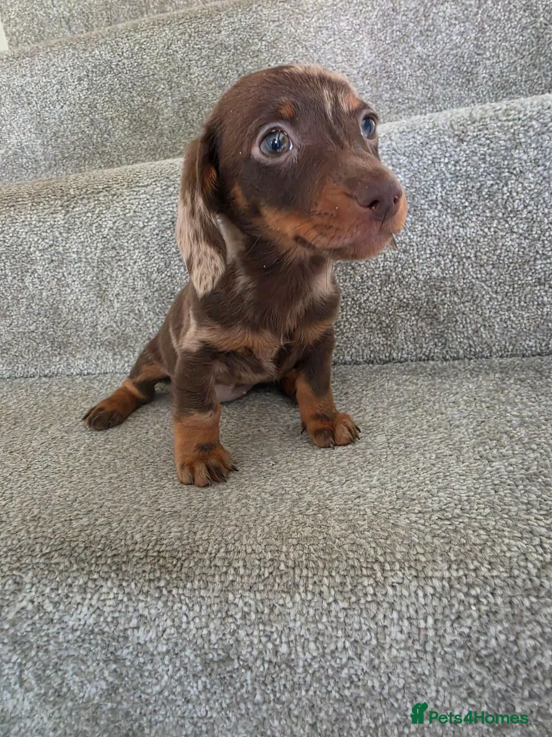 Miniature Dachshund dogs for sale: Chocolate Dapple girl - Advert 1