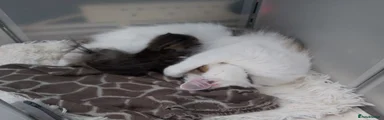 British Shorthair 1
