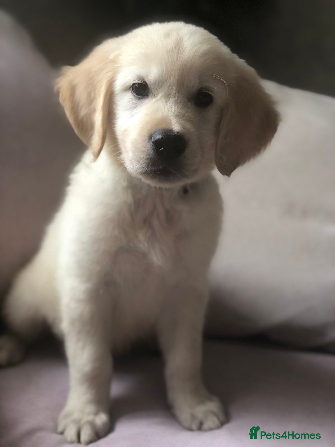 Golden Retriever dogs for sale: Super litter of Goldie pups carrying some colour  - Image 20