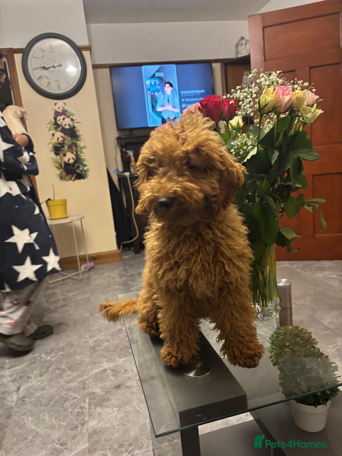 Mixed Breed dogs Jacky - Advert 5