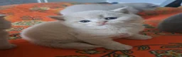 British Shorthair cats for sale: Chunky BSH&BLH kittens - Advert 1