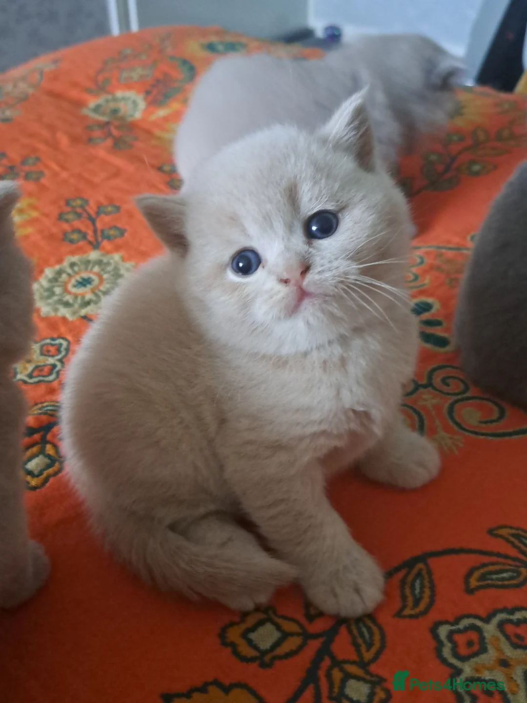 British Shorthair cats for sale: Chunky BSH&BLH kittens - Advert 1