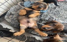 Dachshund dogs for sale: KC Standard Wire Haired Dachshund - Image 4