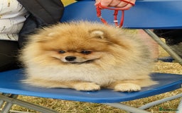 Pomeranian dogs for stud: Stud Dog-NOT FOR SALE in Luton - Image 1