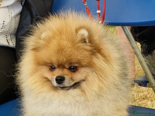 Pomeranian dogs in Luton - Advert 19