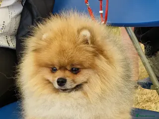 Pomeranian dogs Stud Dog-NOT FOR SALE - Advert 1