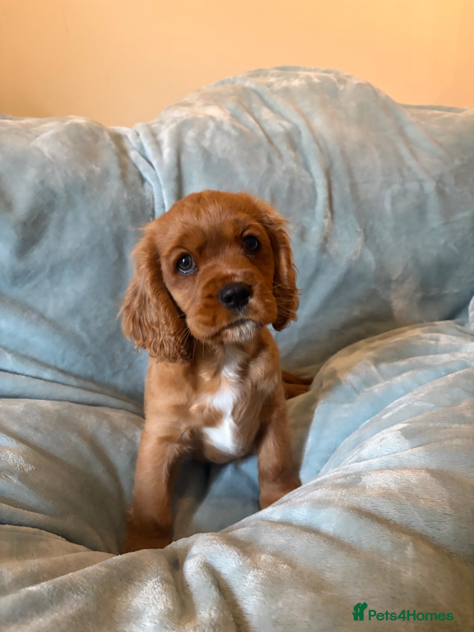 Cavalier King Charles Spaniel dogs REDUCED LAST BEAUTIFUL BOY KC REGISTERED  - Advert 1