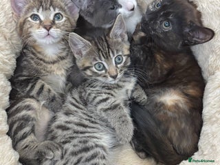 Mixed Breed cats LOVELY KITTENS - Advert 17