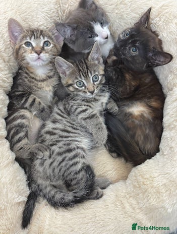 Mixed Breed cats LOVELY KITTENS - Advert 15