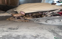 French Bulldog dogs for sale: 2 STUNNING BOY FRENCHIES LEFT…. REDUCED READY NOW in Stoke-on-Trent - Image 25