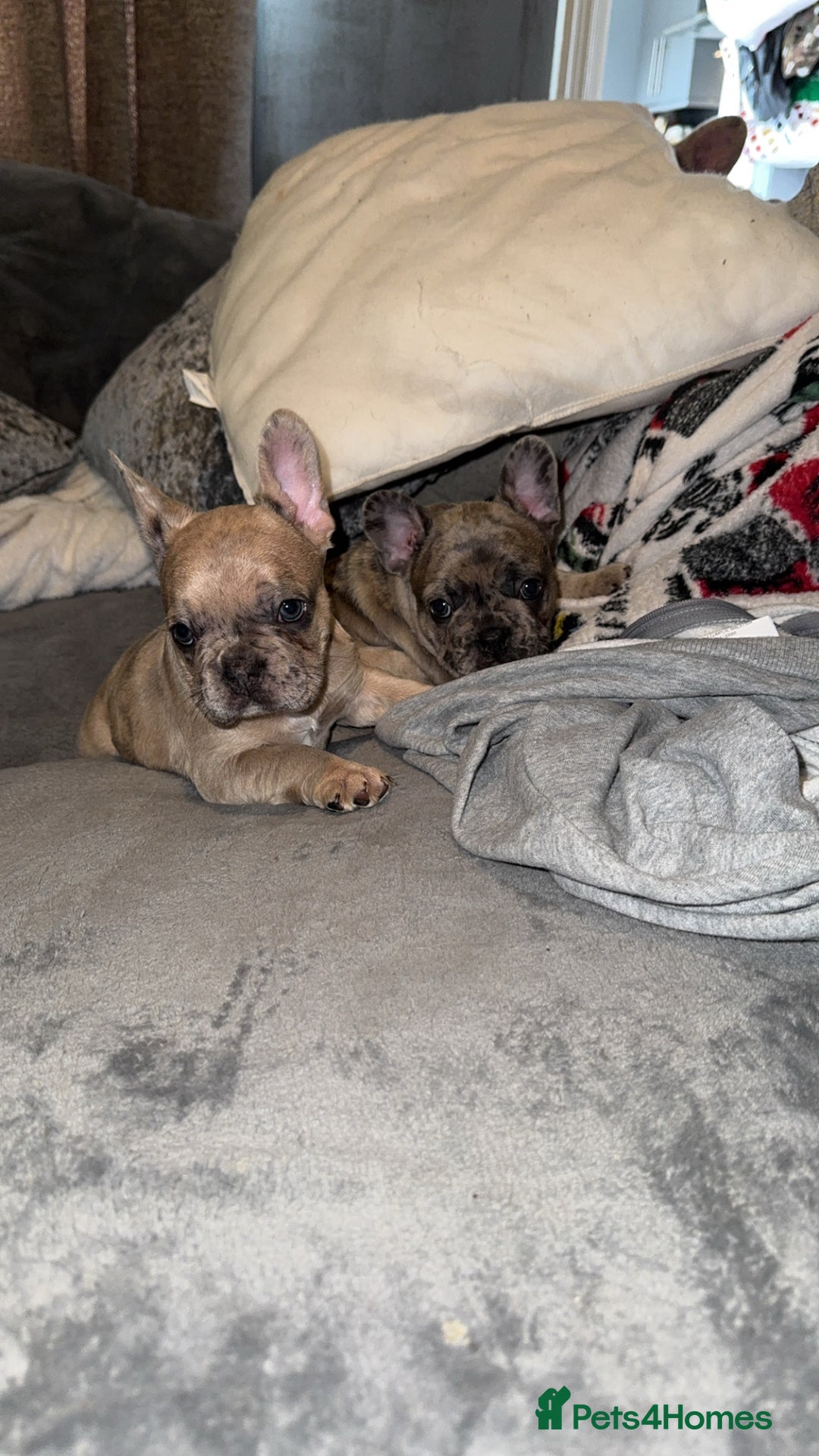 French Bulldog dogs for sale: 2 STUNNING BOY FRENCHIES LEFT…. REDUCED READY NOW in Stoke-on-Trent - Image 25