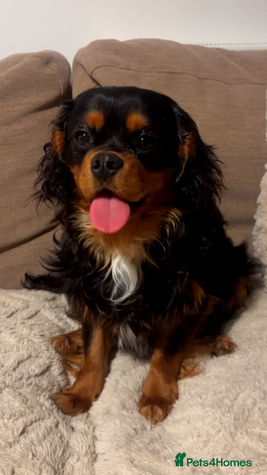 Cavalier King Charles Spaniel dogs for sale: Cavalier King Charles For sale in Redditch - Advert 1