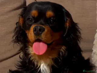 Cavalier King Charles Spaniel dogs Cavalier King Charles For sale - Advert 2