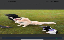 Mixed Breed dogs for adoption: Koby 6 shepherd mix Macedonian rescue - Image 3