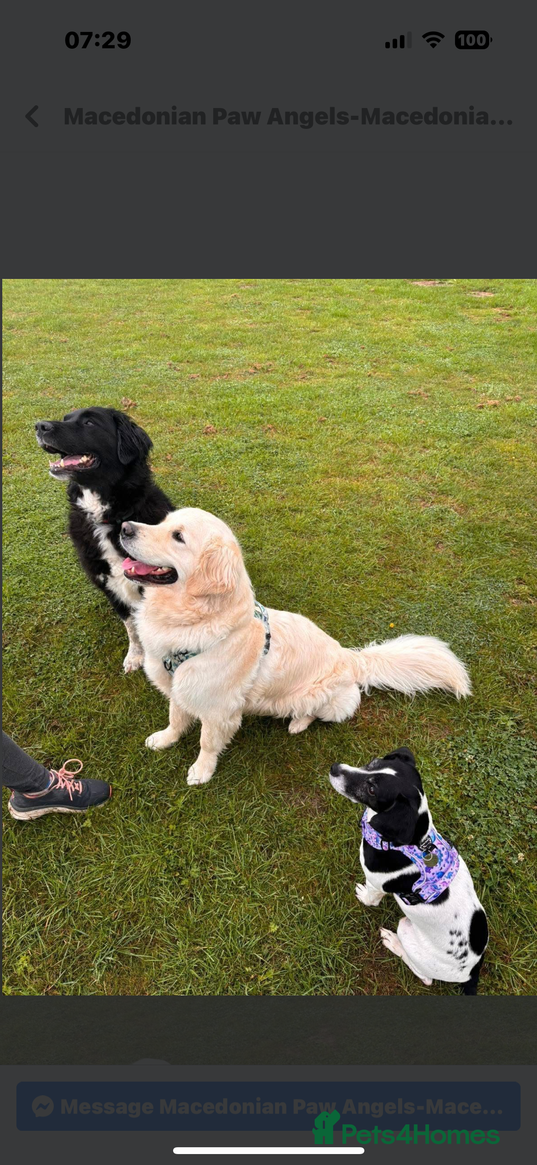 Mixed Breed dogs for adoption: Koby 6 shepherd mix Macedonian rescue - Image 3