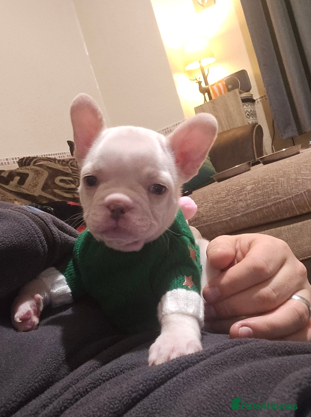 French Bulldog dogs for sale: 🩷 2 Female French Bulldog Puppies – 8 Weeks 🩷 - Advert 3