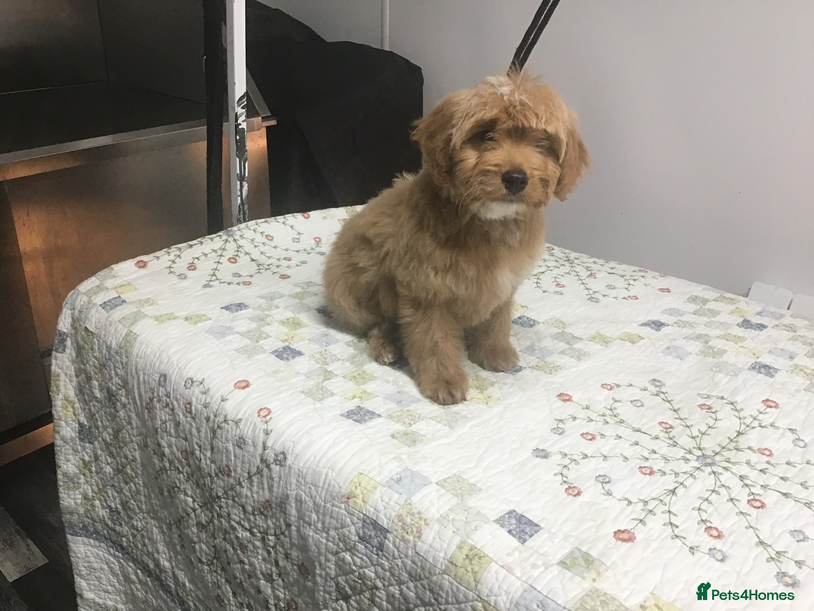 Bernedoodle dogs Rare Toy bernedoodles  - Advert 3