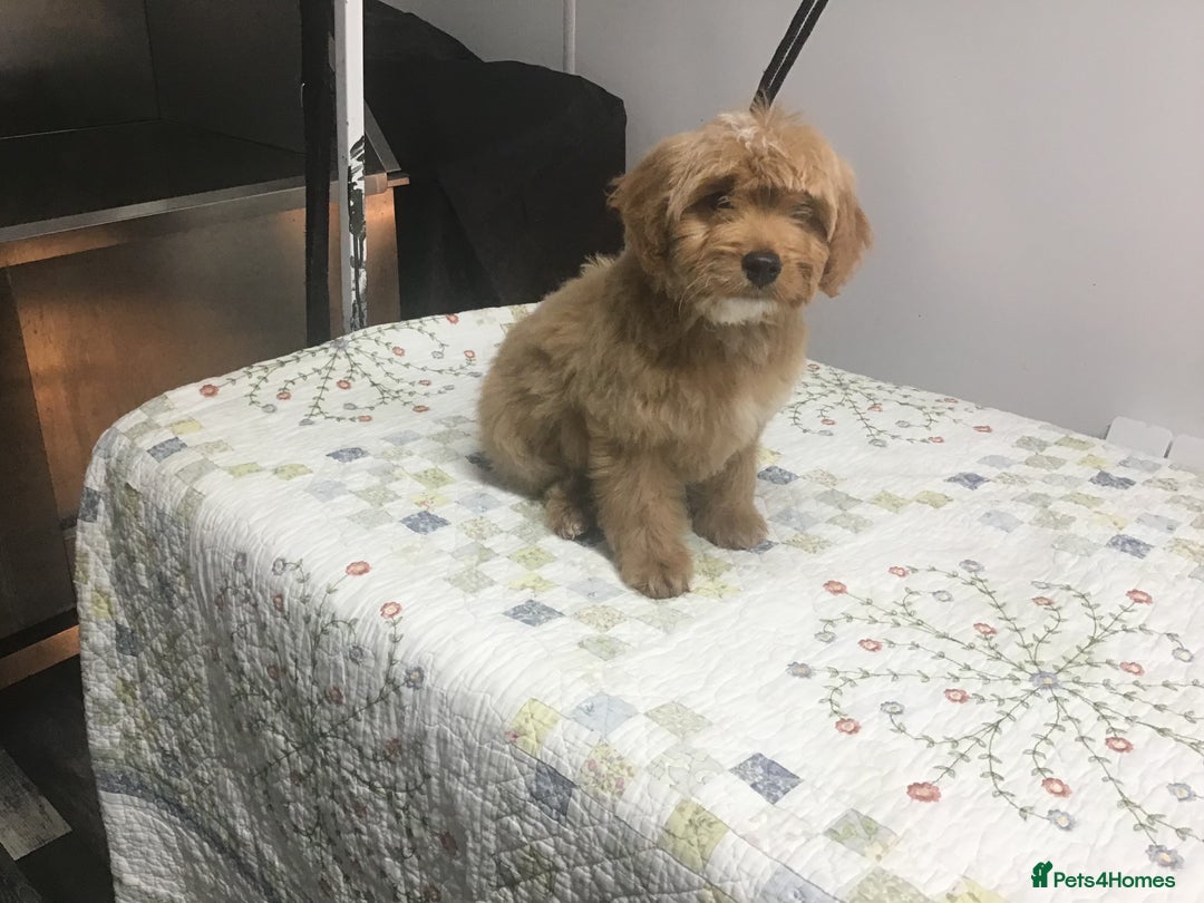 Bernedoodle dogs for sale: Rare Toy bernedoodles  - Advert 7