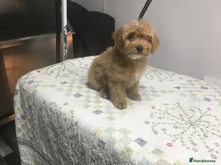 Bernedoodle dogs Rare Toy bernedoodles - Advert 5