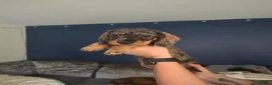 Dachshund Puppy 5