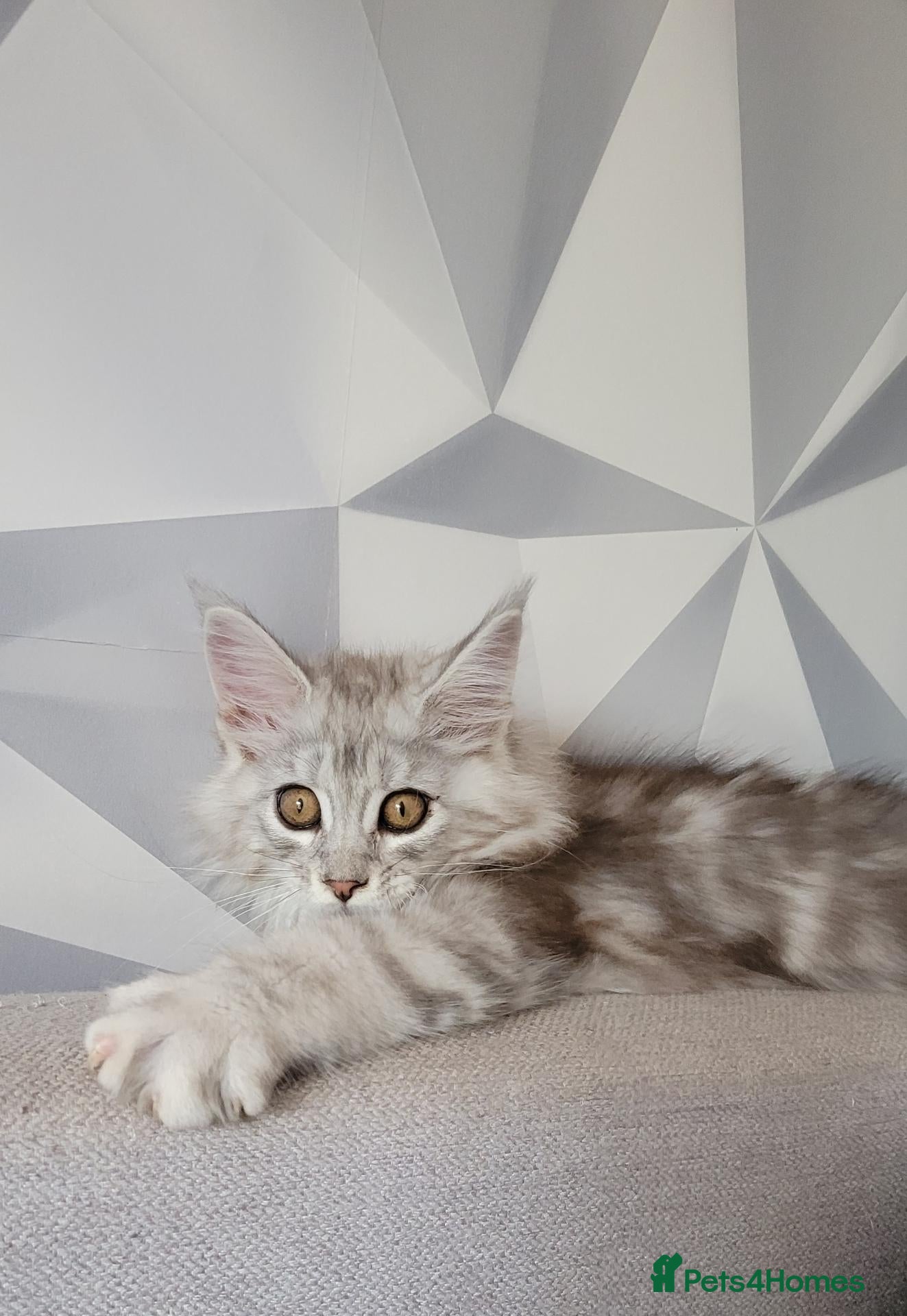 Maine Coon cats Tica registered maine coon kittens  - Advert 2