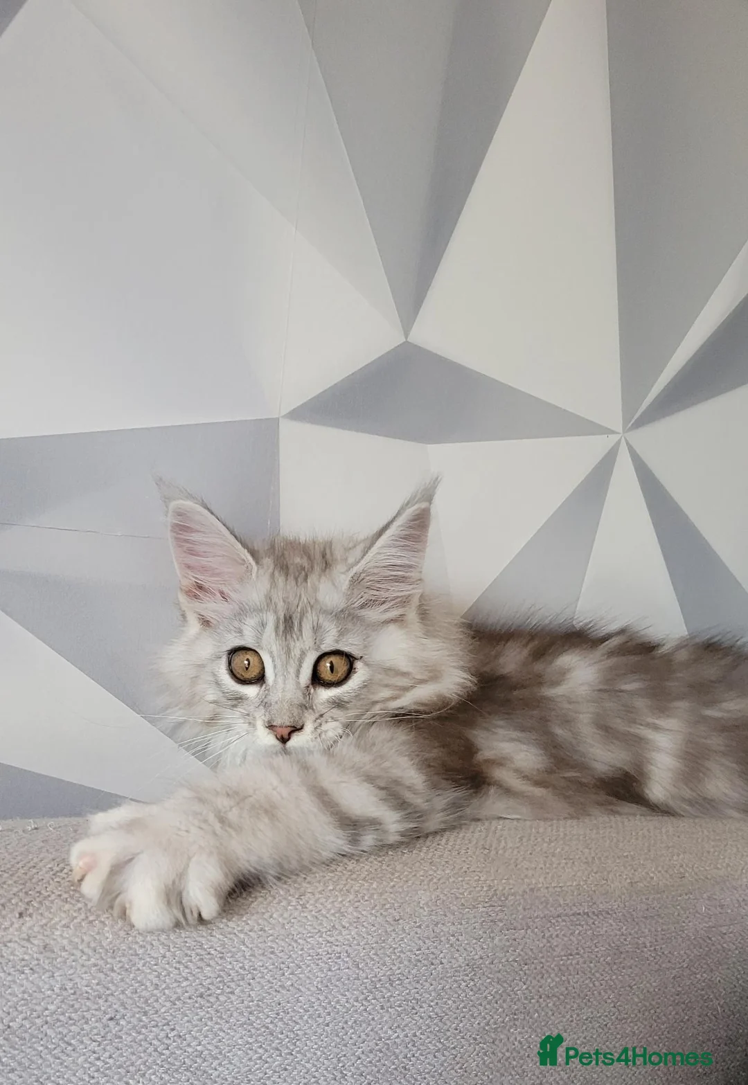 Maine Coon cats for sale: Tica registered maine coon kittens  - Advert 2