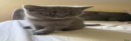 British Shorthair cats for sale: British Shorthair Blue Boys - Advert 3