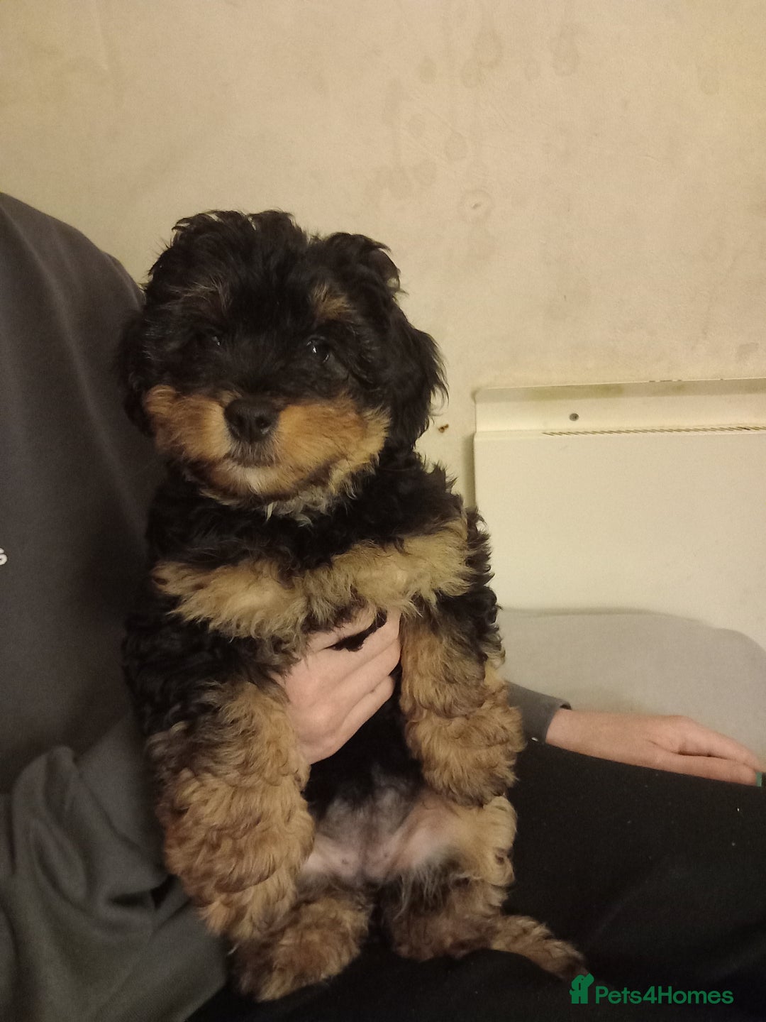 Mixed Breed dogs for sale: Jackapoo cross  - Advert 4