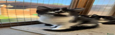 Domestic Shorthair 2