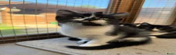 Domestic Shorthair cats for sale: Beautiful Longhaired Kittens - Advert 2