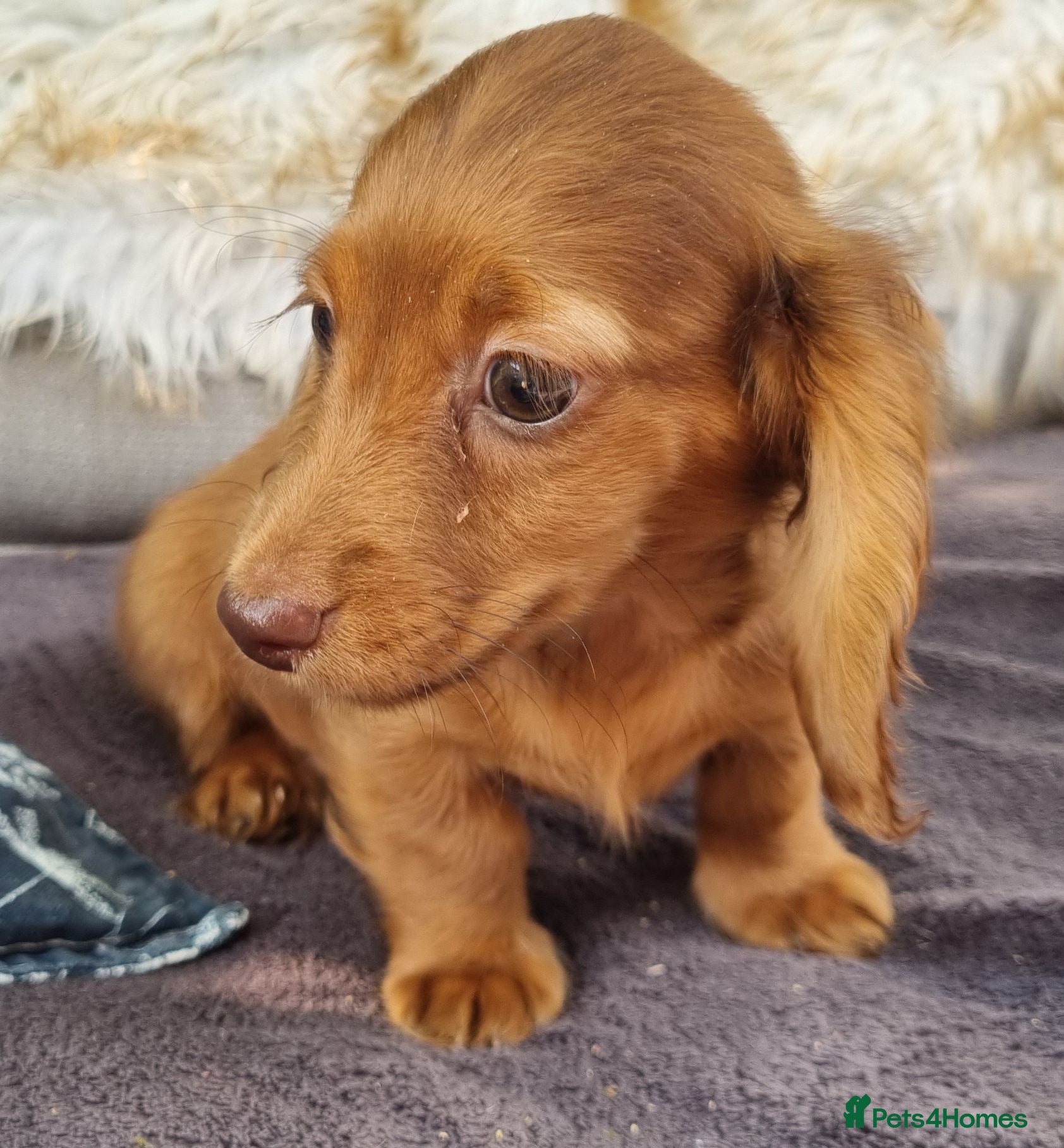 Dachshund dogs KC True Minature Long Haired Choc Dachshund  - Advert 19