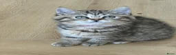 British Shorthair cats for sale: 😻DISCOUNTED PRICE🙀BeautifulBSH Kittens 🐈‍⬛ 🩷💙 - Advert 16