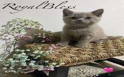 British Shorthair cats for sale: 👑ROYALBLESS STUNNING LILAC BRITISH SHORTHAIR  - Image 20