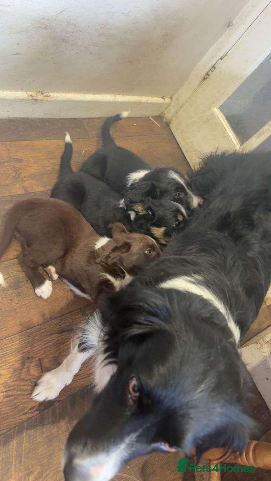 Sprollie dogs for sale: Spollie puppie for sale - Image 4