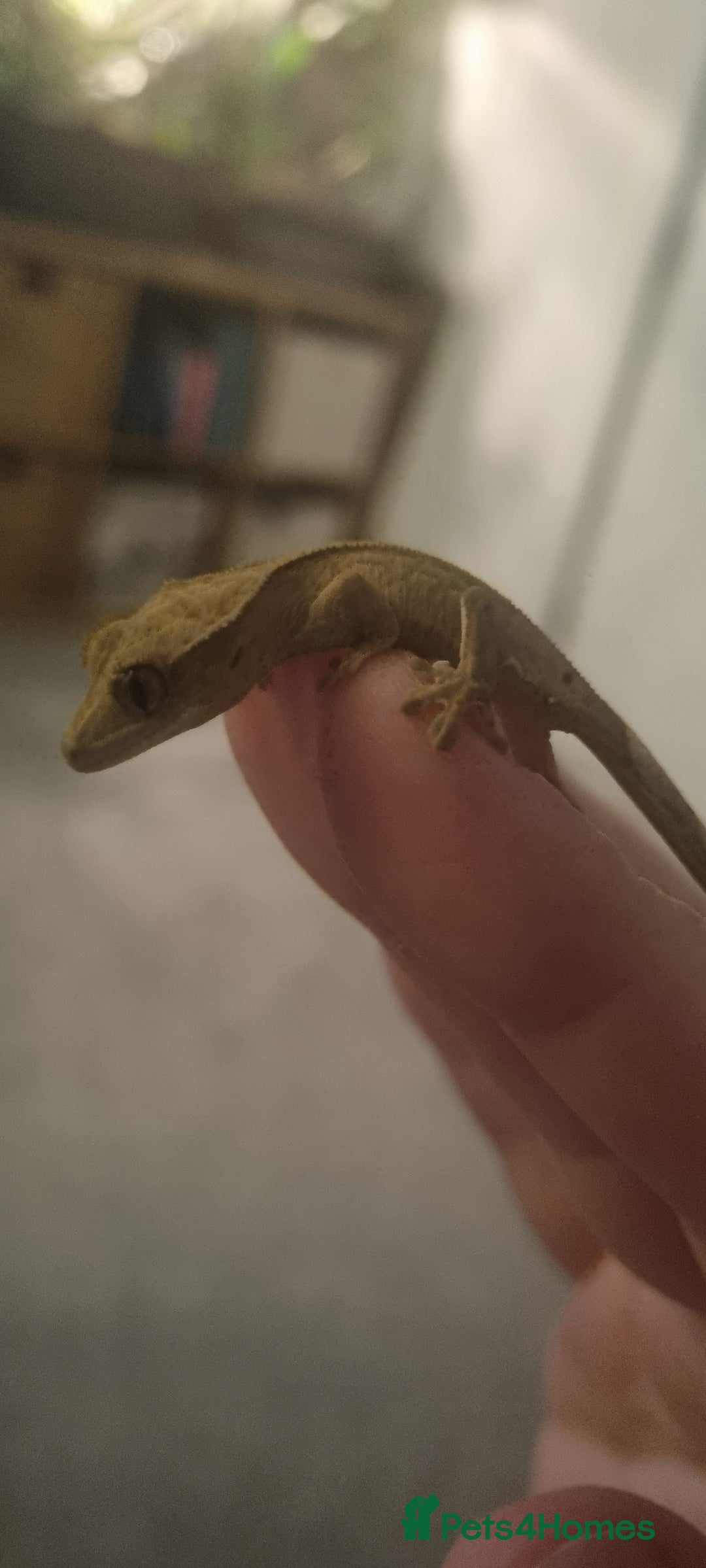 Gecko reptiles for sale: Baby crested gecko - Advert 3