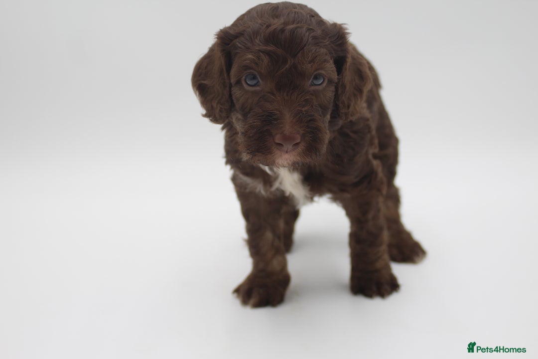 Australian Labradoodle dogs for sale: 🧡💚💙Unique Phantom &  Brown & Tuxedo 💙💚🧡 - Image 8