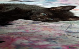 Mixed Breed cats for sale: Bengal mix kittens 😸 ♥️  - Image 6