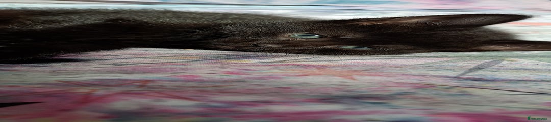 Mixed Breed Kitten 5