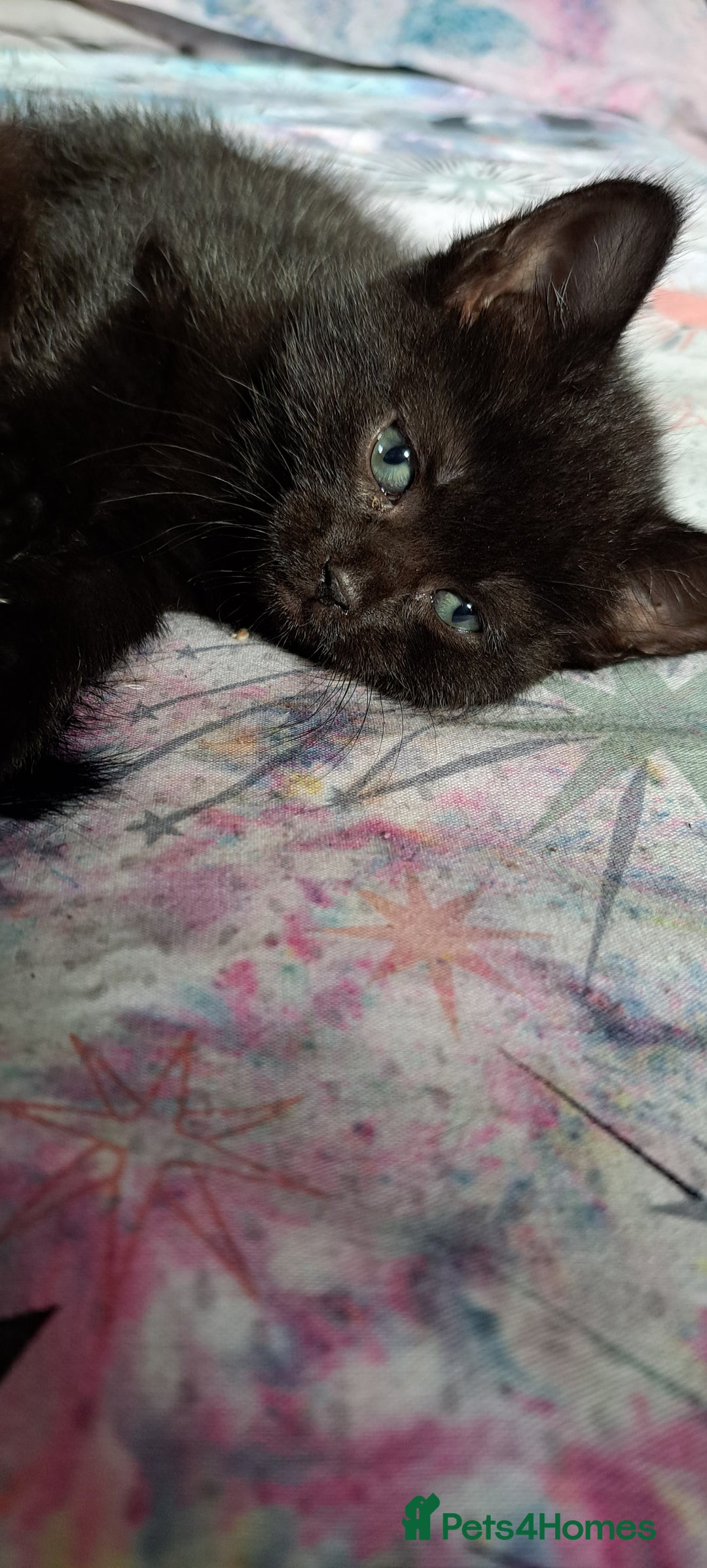 Mixed Breed cats for sale: Bengal mix kittens 😸 ♥️  - Image 6