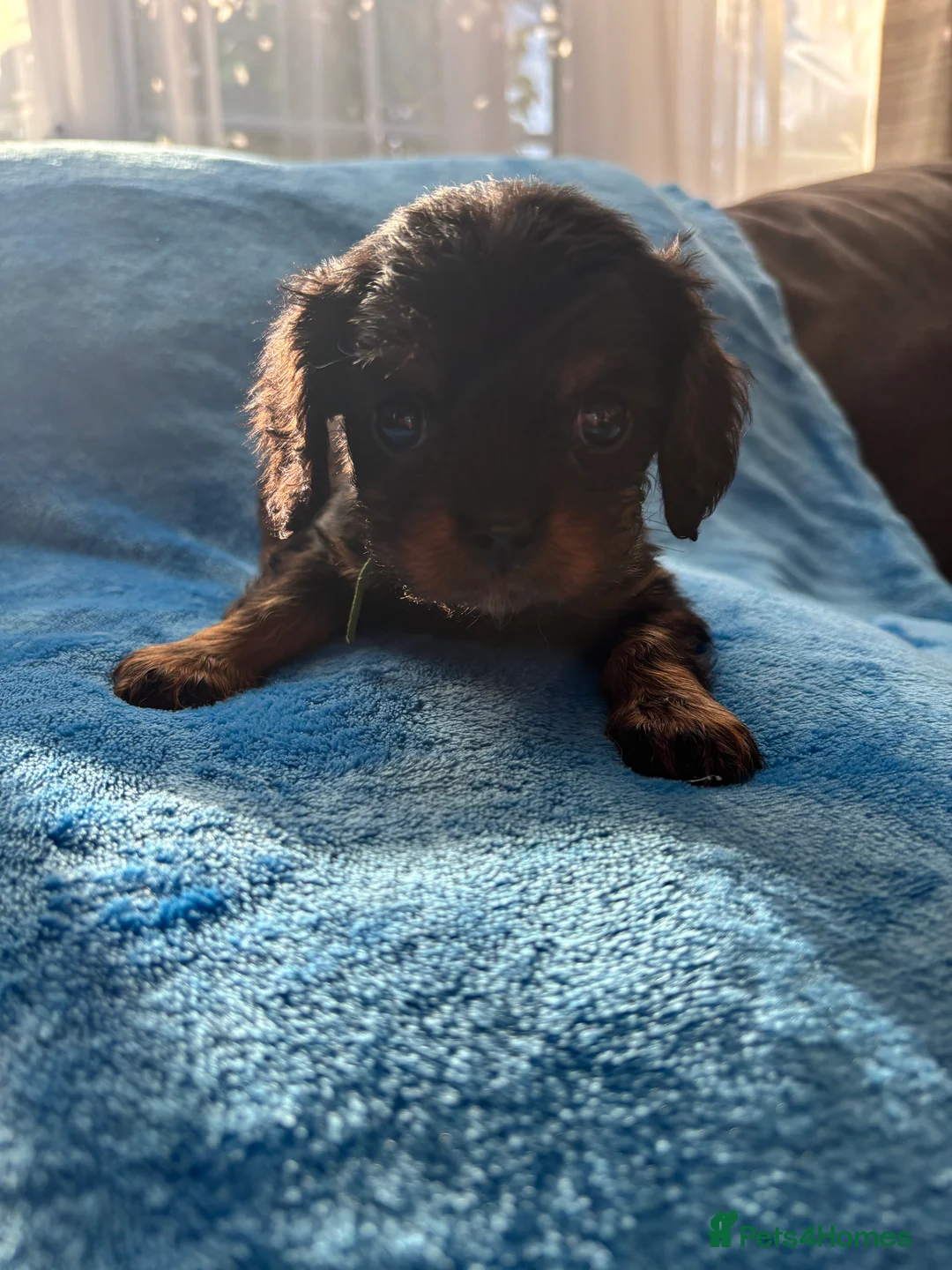 Cavalier King Charles Spaniel dogs for sale: Gorgeous KC Puppies Available  - Advert 20