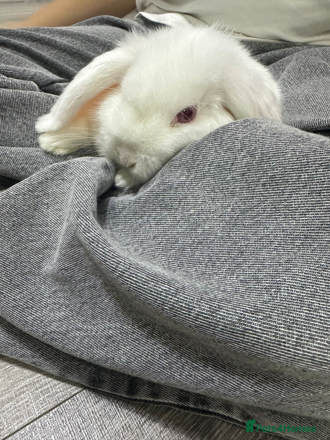 Dwarf Lop rabbits for sale: Adorable lop bunny - Image 3