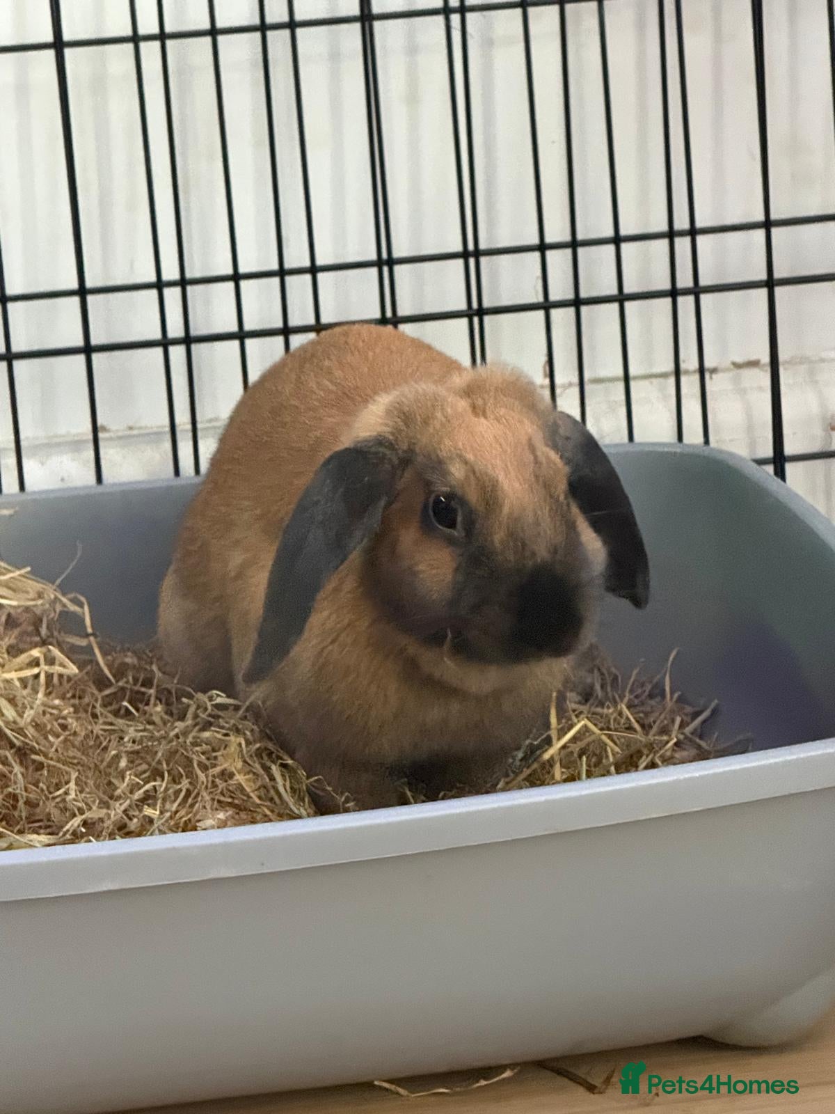 Mixed Breed rabbits 2 gorgeous bunnies in need of rehoming - Advert 1