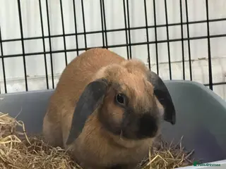 Mixed Breed rabbits 2 gorgeous bunnies in need of rehoming - Advert 1