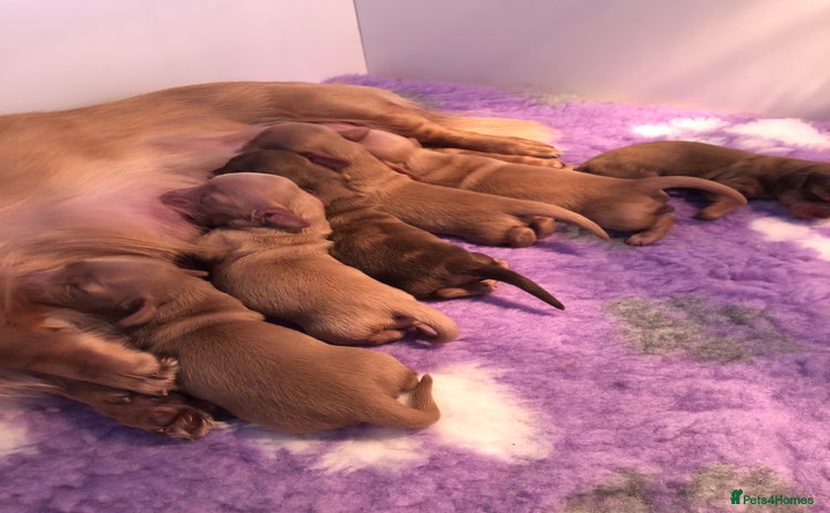 Miniature Dachshund dogs - Advert 6
