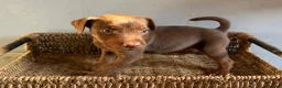 Patterdale Terrier dogs for sale: Quality Patterdale Pups Available  - Advert 4