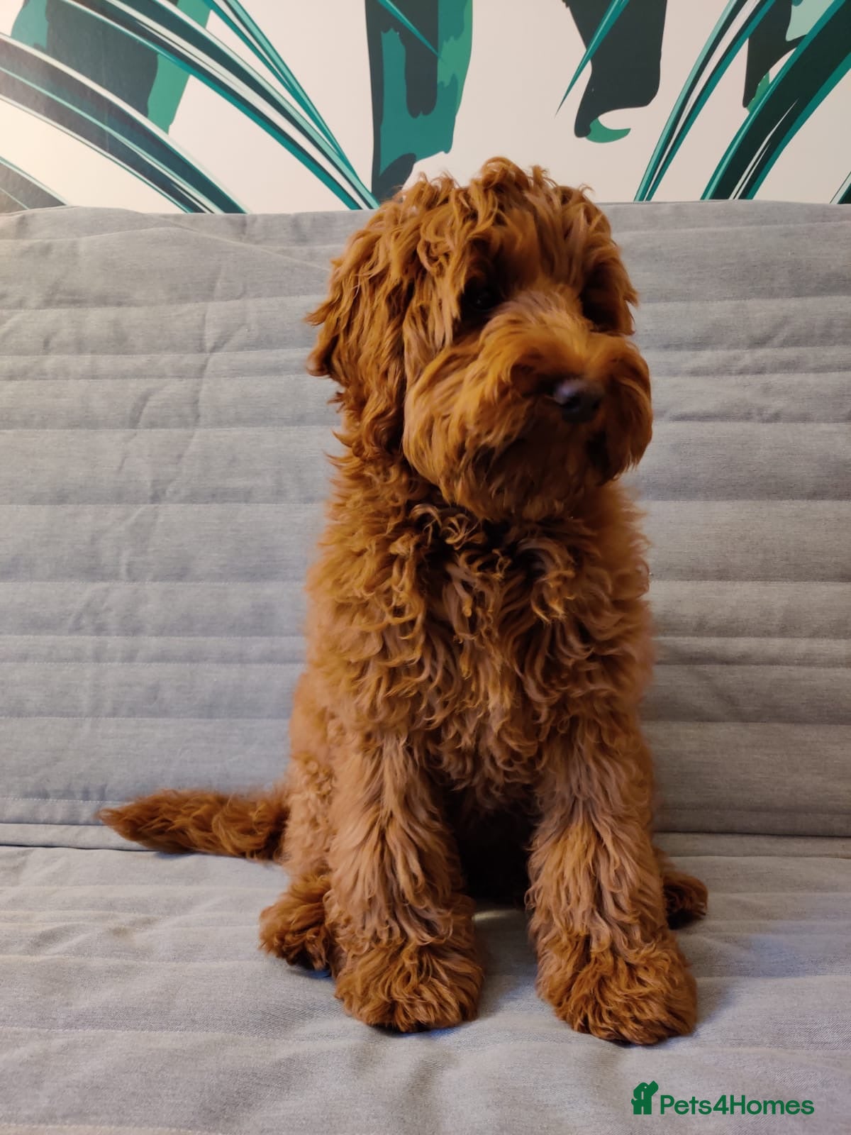 Labradoodle dogs Stunning Doodles Mini\Small Medium  - Advert 2