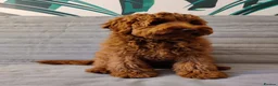 Labradoodle dogs for sale: Stunning Doodles Mini\Small Medium  - Advert 2